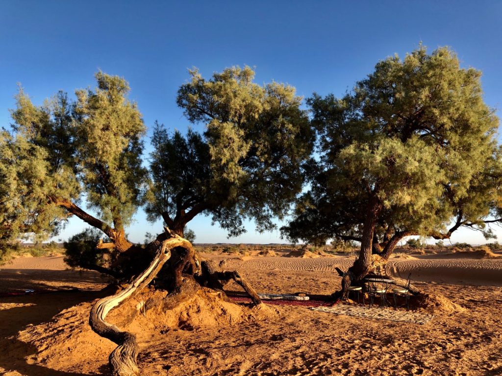 White Leaf Journey Sahara Yoga